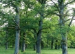 trees